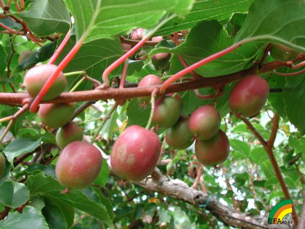 Kiwiño - Tara Vine - Kiwiño (Actinidia arguta) >> Kiwiño (Actinidia arguta) - Detalle de fruto.jpg
